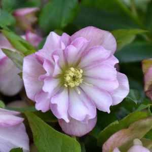 Wedding Party Flower Girl Hellebore
