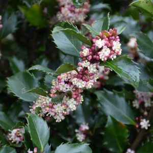 Blue Prince Meserve Holly