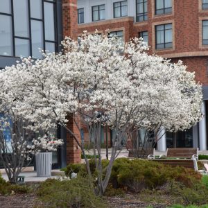 Autumn Brilliance Serviceberry