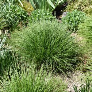 Autumn Moor Grass