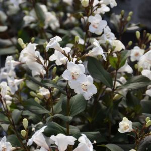 Wine & Spirits Weigela