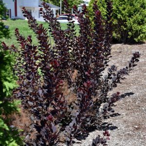 Winecraft Black Smokebush