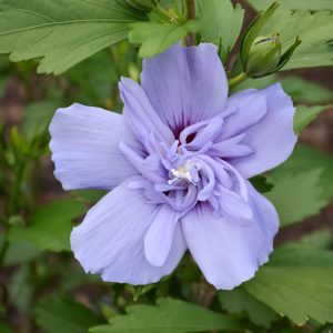 Blue Chiffon Rose of Sharon