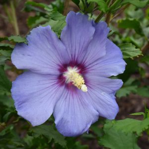Azurri Satin Rose of Sharon