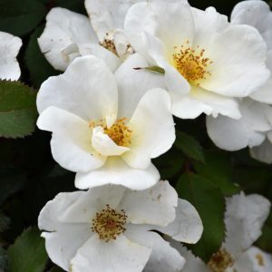 White Knock Out Rose