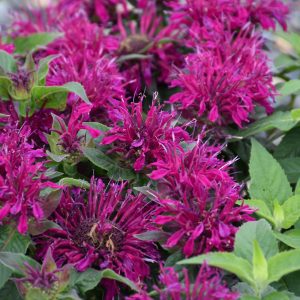 Balmy Purple Beebalm