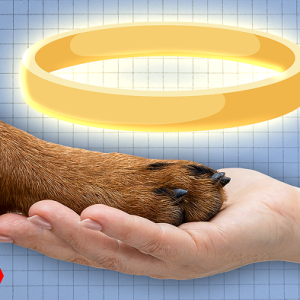 Creating a Beautiful Euthanasia Experience Clients Remember with Gratitude